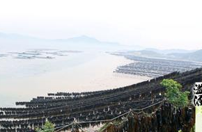 干海带